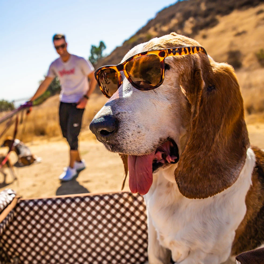 Goodr Sunglasses Bosley's Basset Hound Dreams - U.N. Luggage Canada