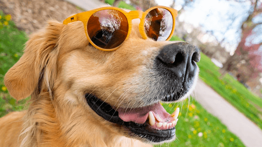 Goodr Circle Gs  Bodhi's Ultimate Ride Sunglasses